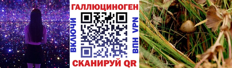 Галлюциногенные грибы мицелий  купить наркотики цена  Бежецк 